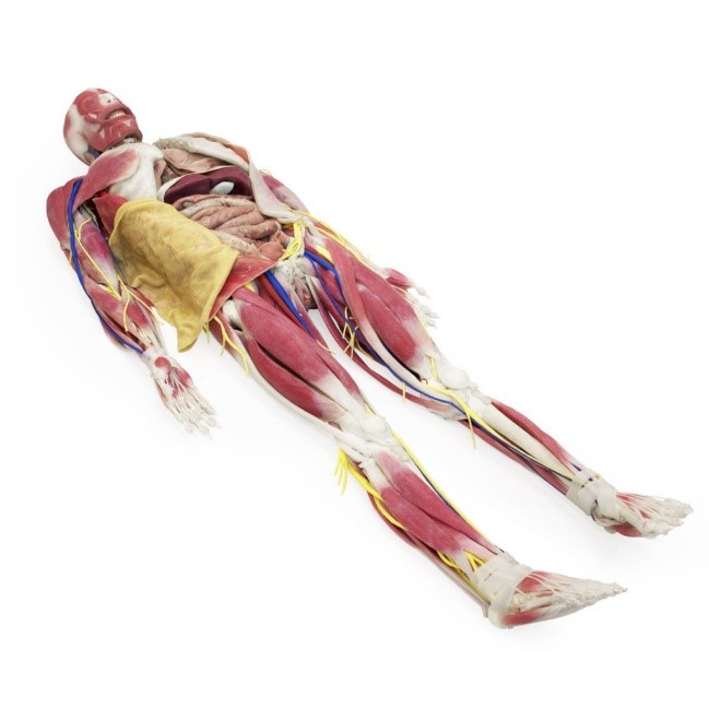 syntissue®