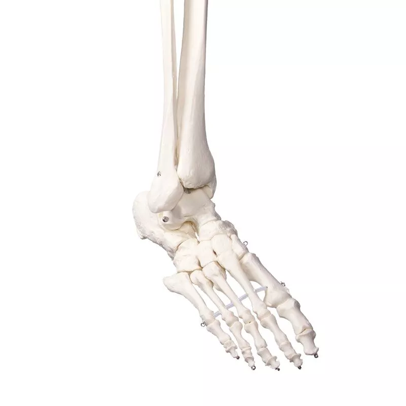 Mô hình giải phẫu xương toàn thân