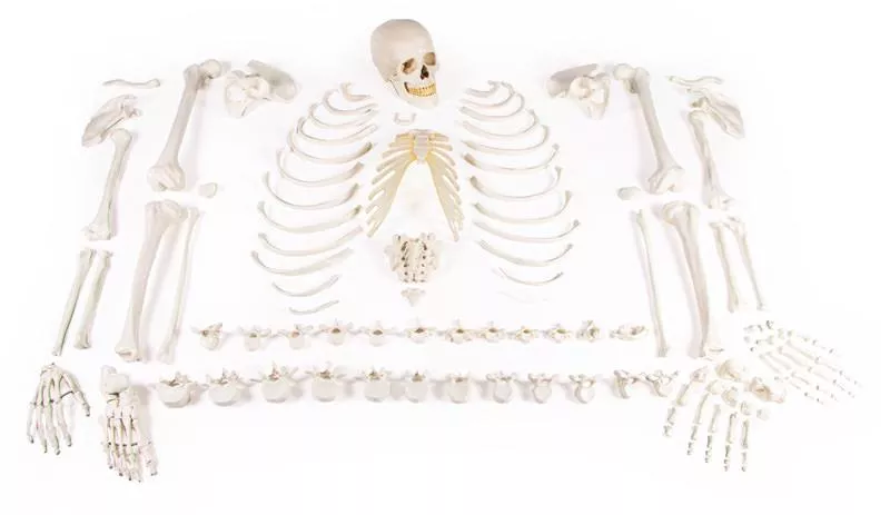 Skeleton, unassembled (bone collection)