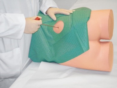 Simulator for i.m. injection and punch biopsy of the iliac crest