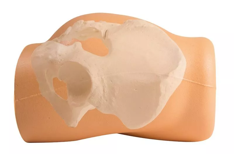 Simulator for i.m. injection and punch biopsy of the iliac crest