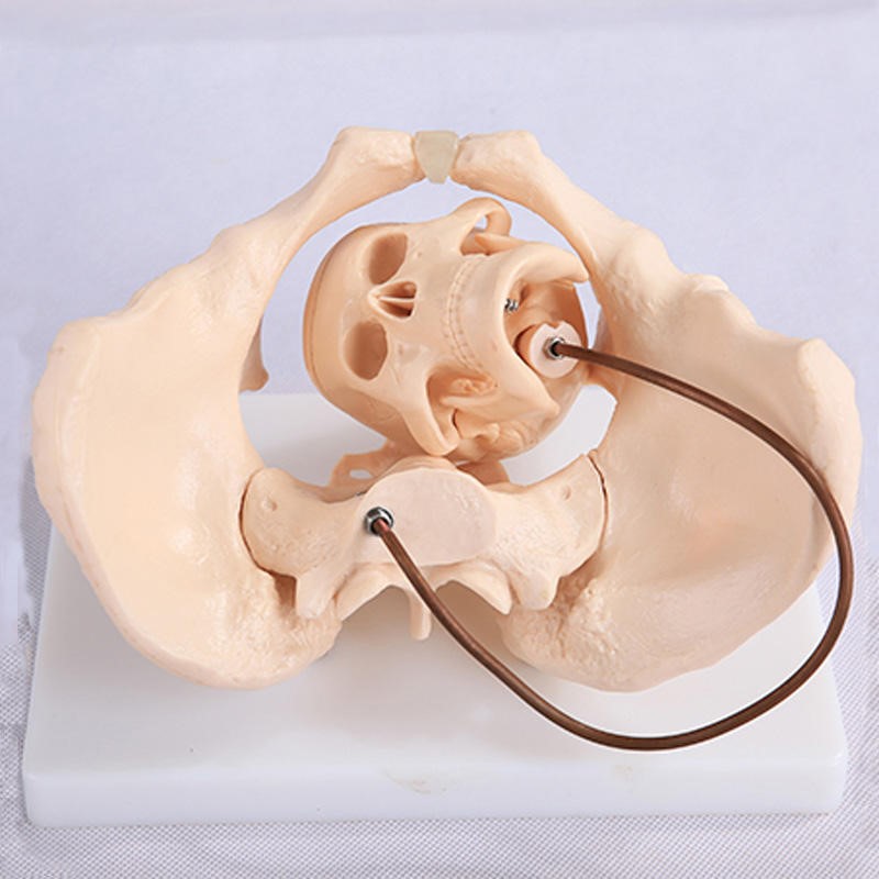 Female pelvic model
