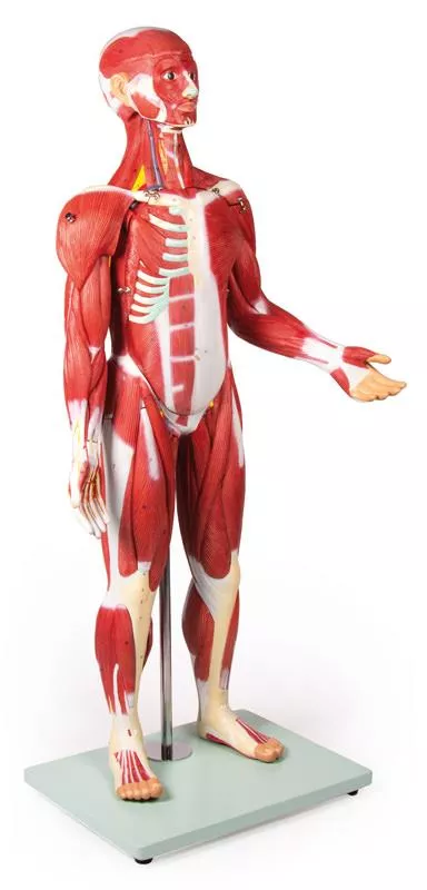 Muscle figure 30 pieces, 85 cm
