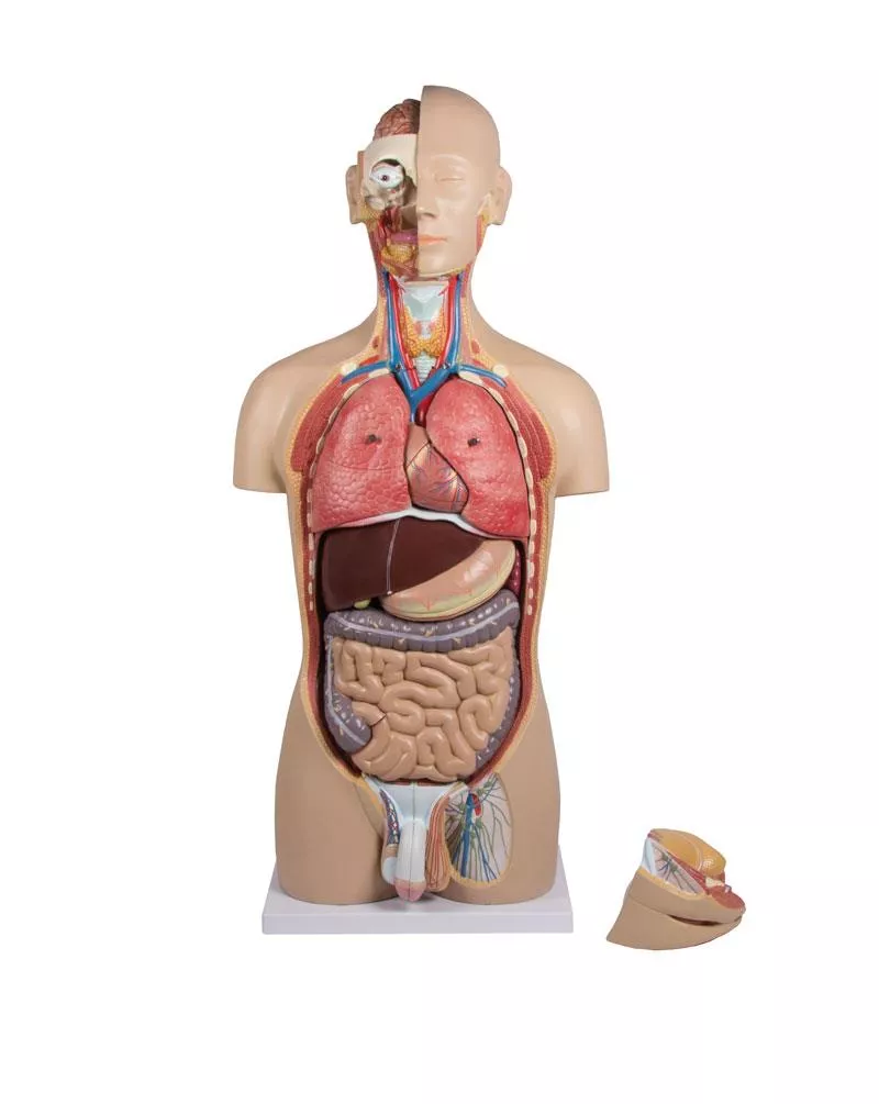 Mô hình giải phẫu bán thân tháo rời 27 phần, 2 giới