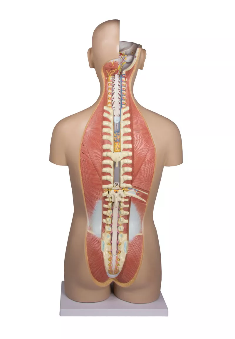 Mô hình giải phẫu bán thân tháo rời 27 phần, 2 giới