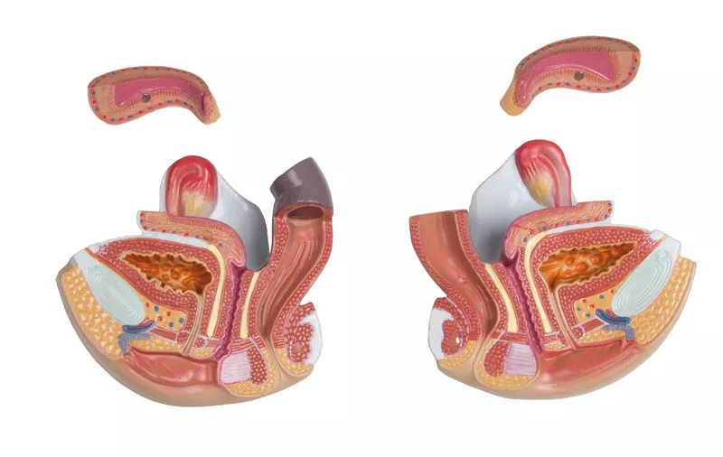Mô hình giải phẫu bán thân tháo rời 27 phần, 2 giới