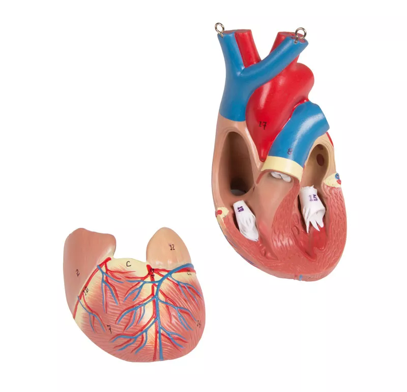 Mô hình giải phẫu bán thân tháo rời 27 phần, 2 giới