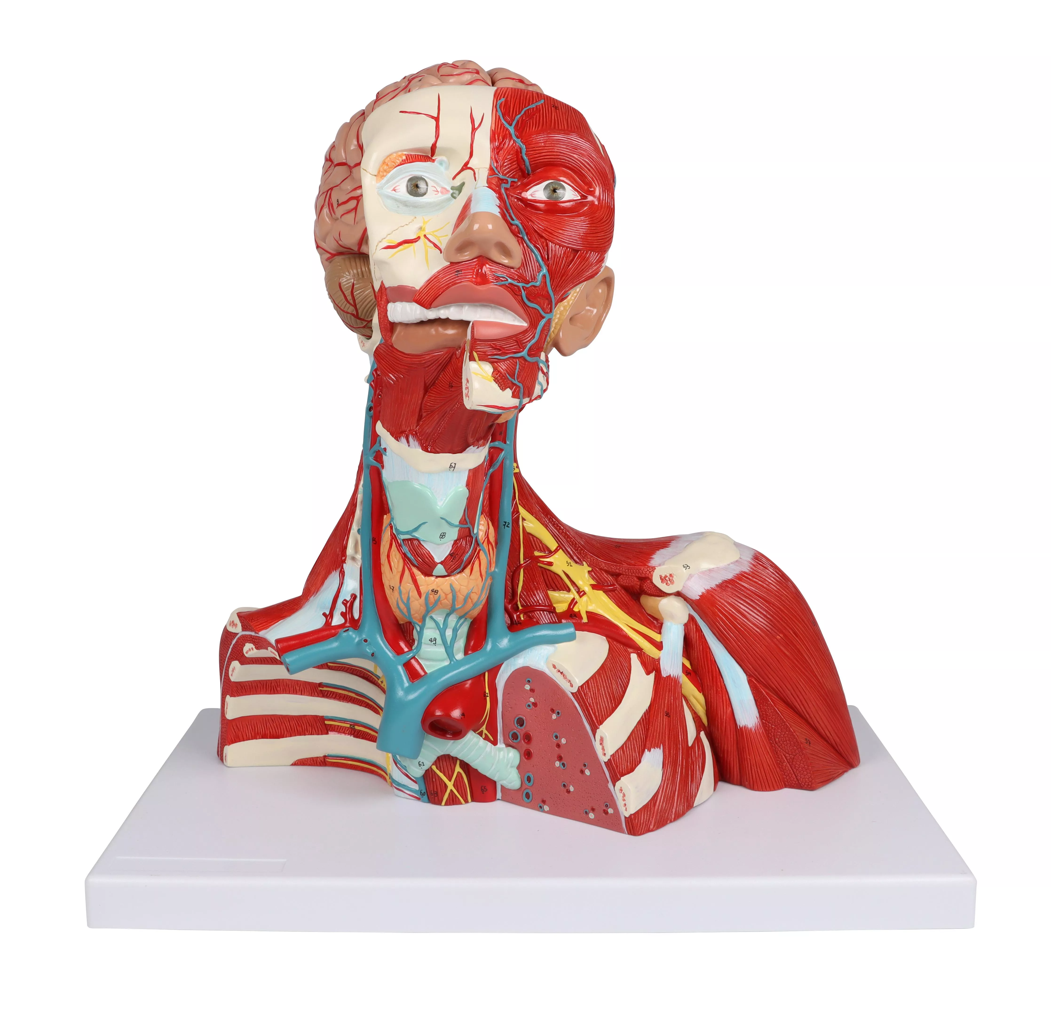 Head, neck and thorax muscles, 2-part