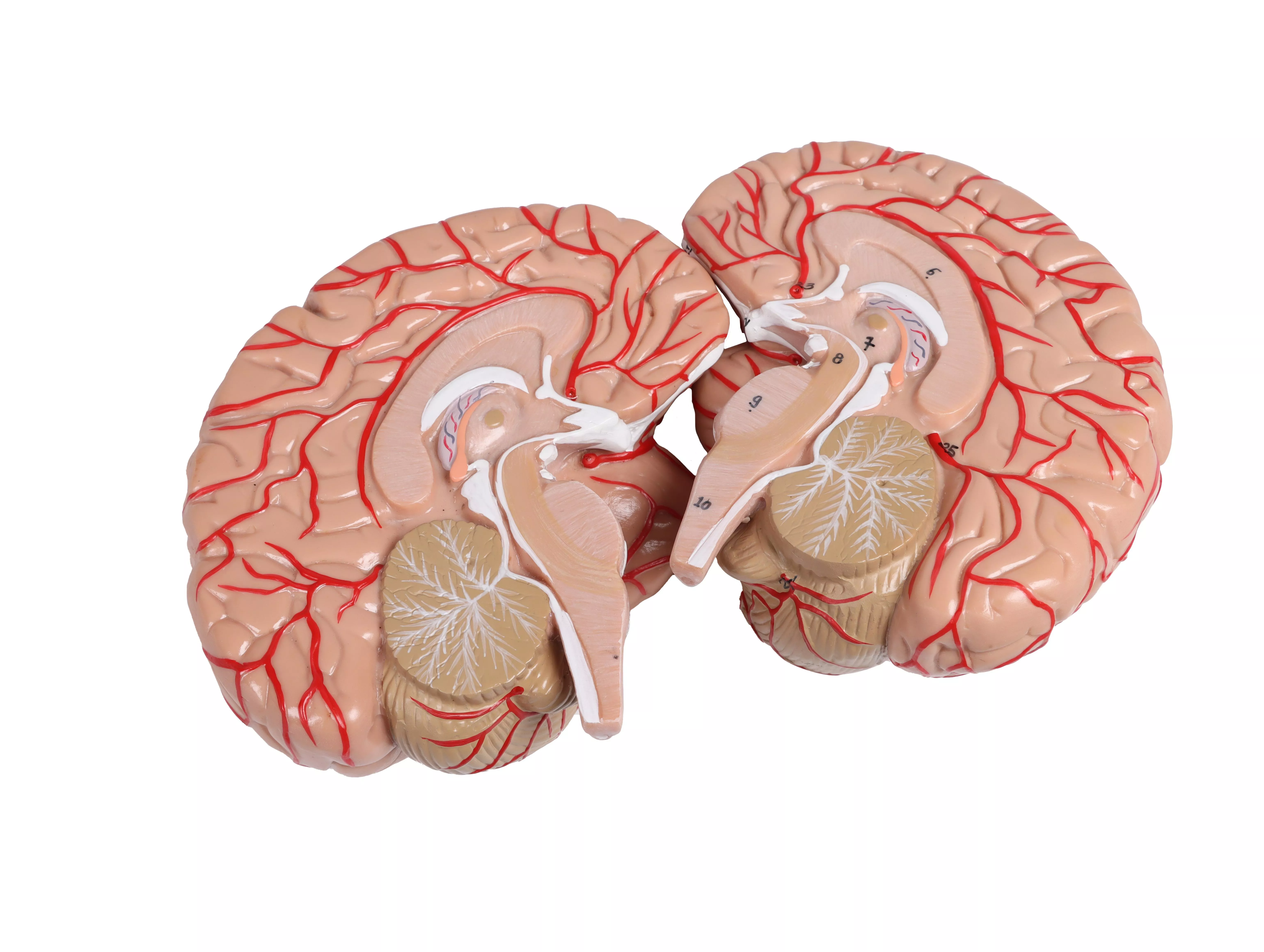 Head, neck and thorax muscles, 2-part