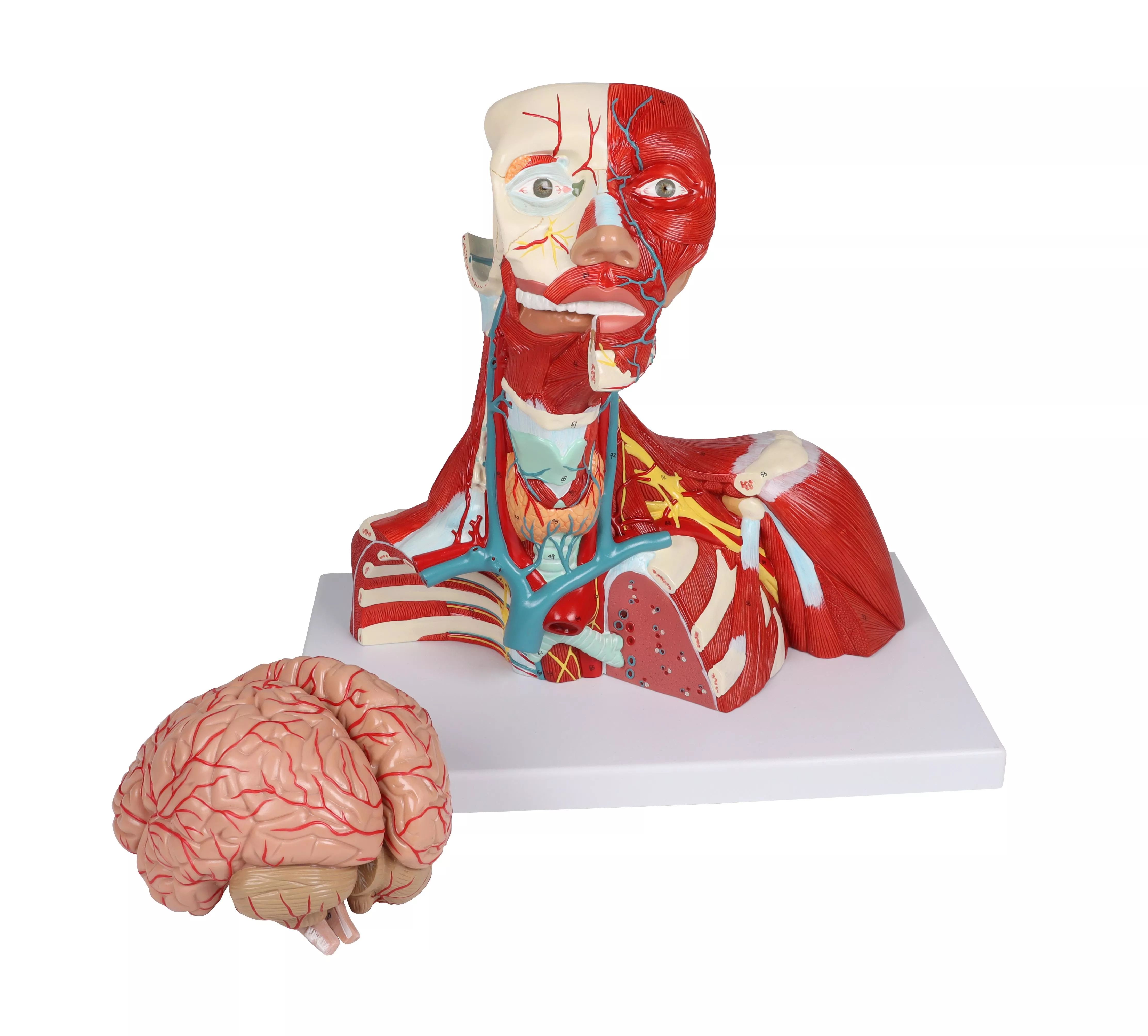 Head, neck and thorax muscles, 2-part