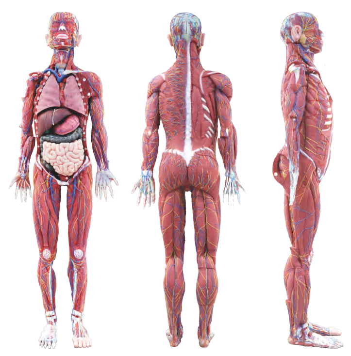 Anatomical Models