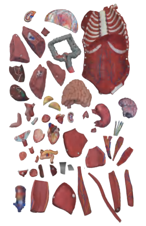 Anatomical Models