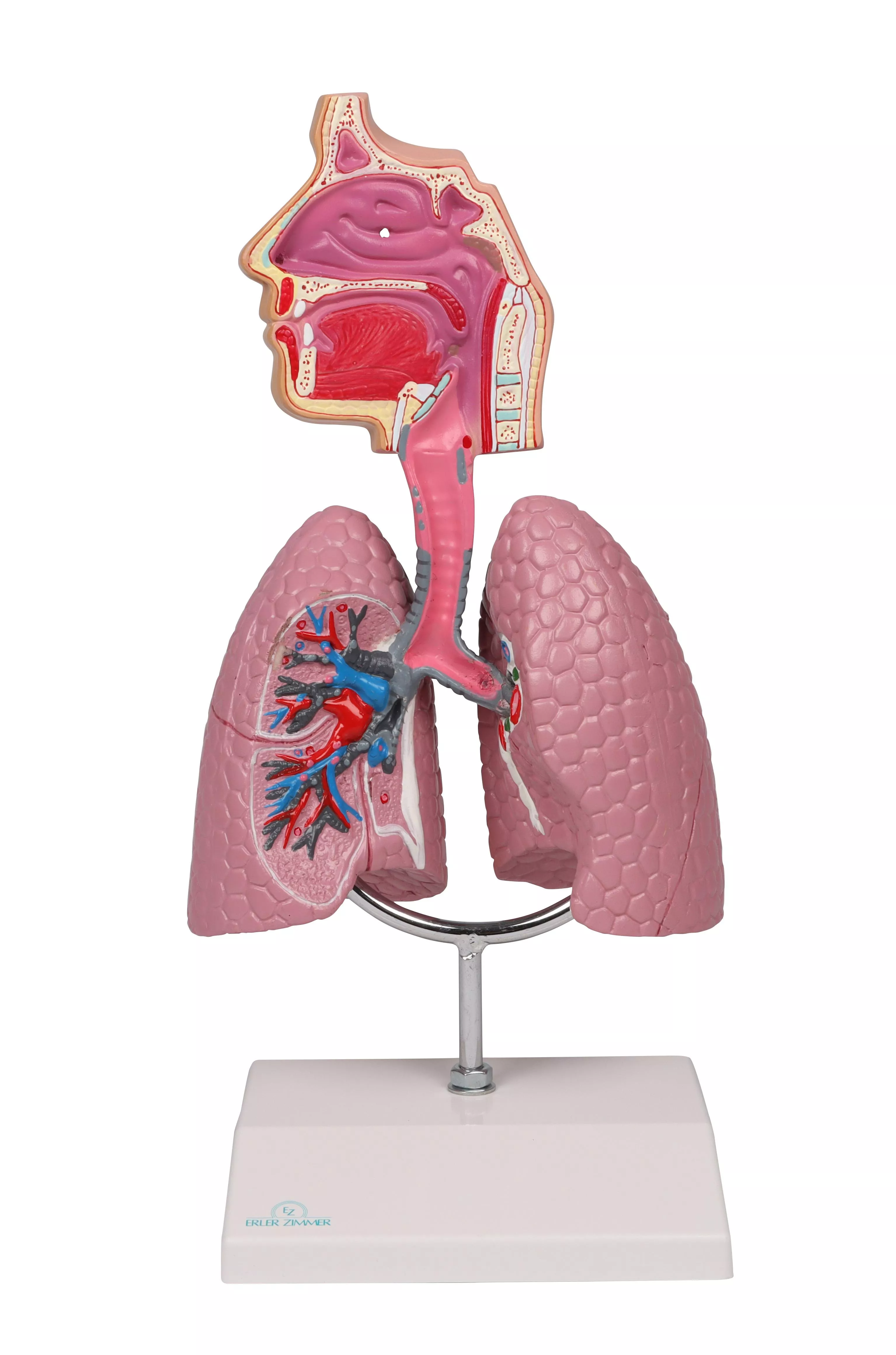 Human Respiratory System
