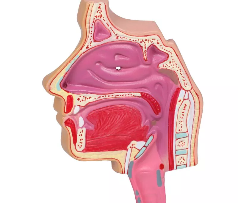 Human Respiratory System
