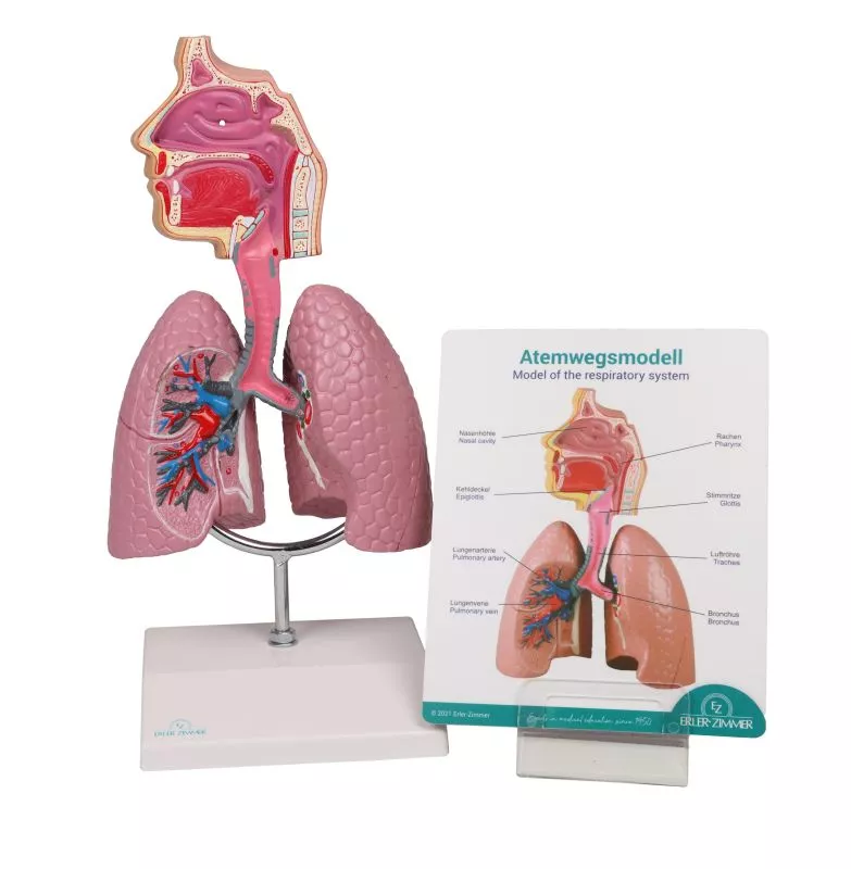 Human Respiratory System