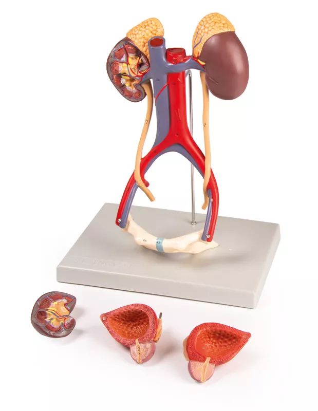 Urinary System, 5 parts