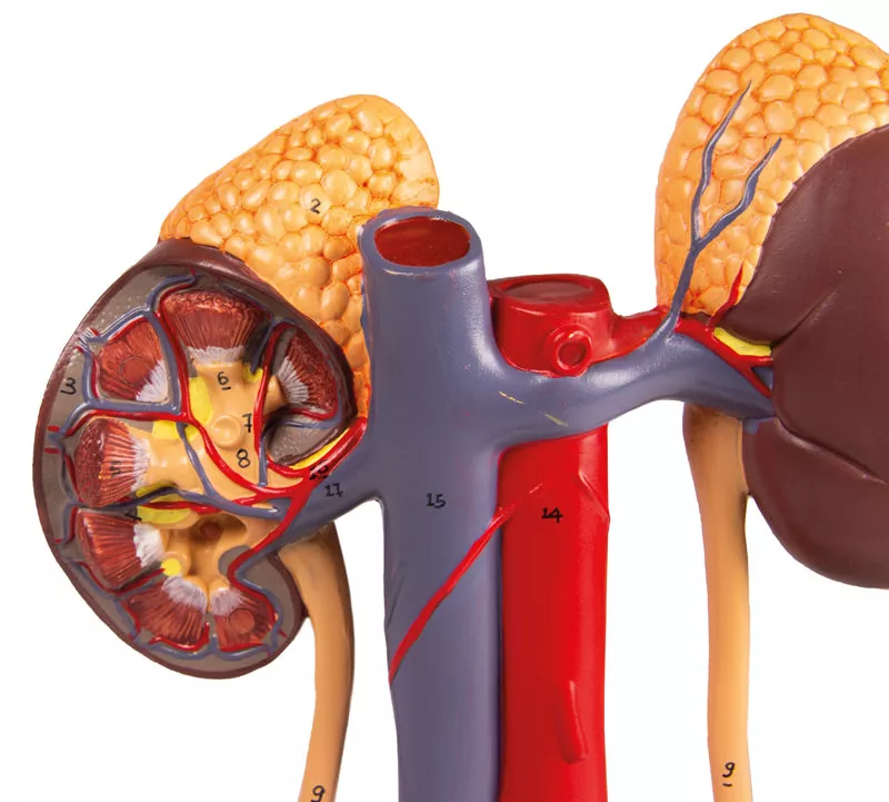 Urinary System, 5 parts