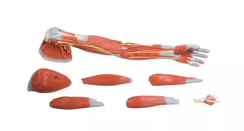 Arm Muscles, 7-part
