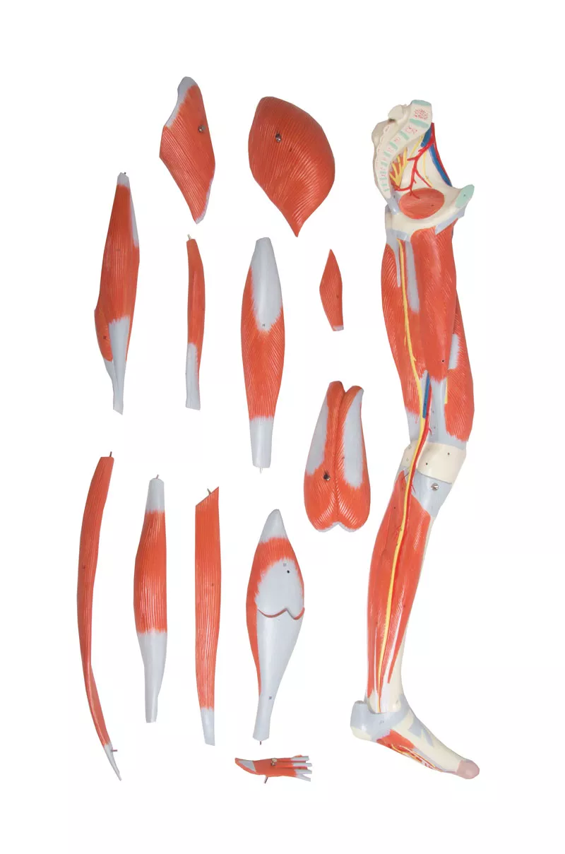Leg muscles, 13-part