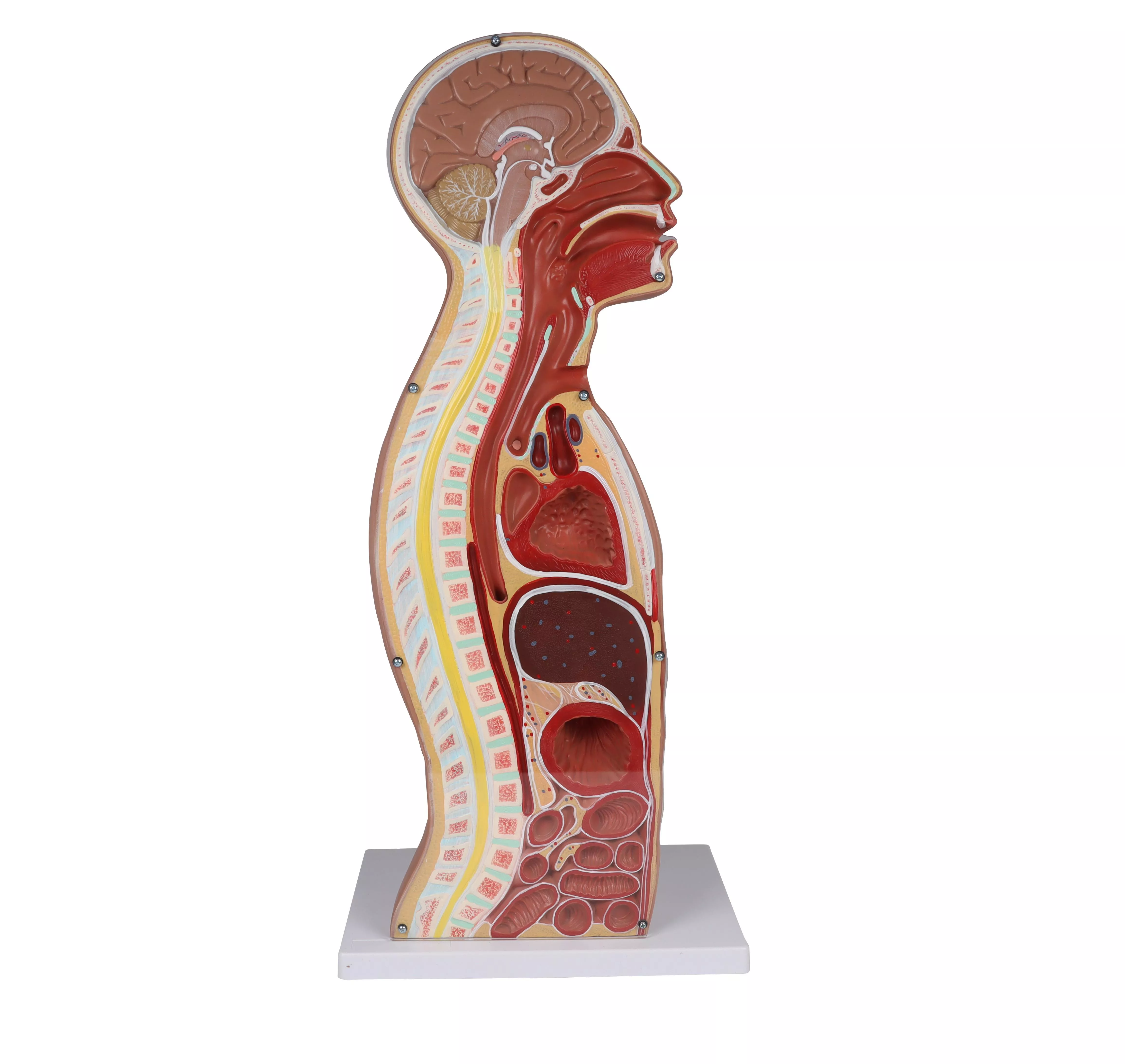 NG & Tracheostomie Torso, lebensgroß