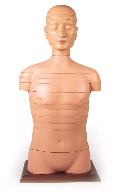 Disc Torso, natural size,24 pieces