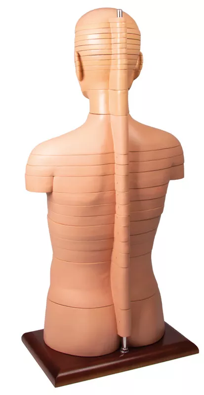 Disc Torso, natural size,24 pieces