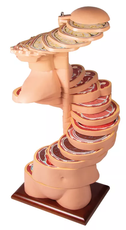 Disc Torso, natural size,24 pieces