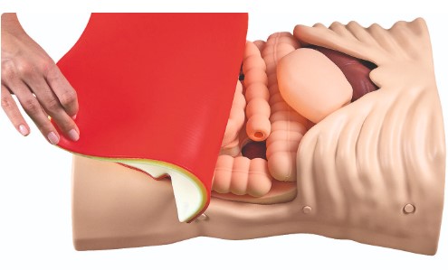 ABDOMINAL PALPATION TRAINER