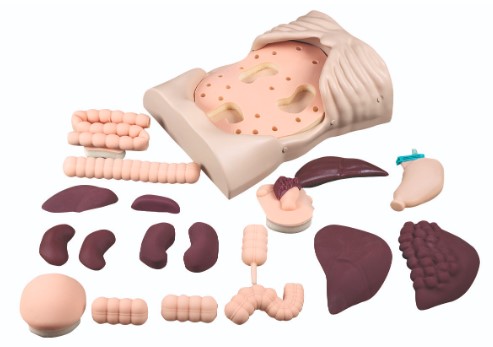 ABDOMINAL PALPATION TRAINER